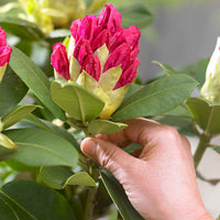 Rhododendron 'Germania' rosa - Winterhart - Rhododendron