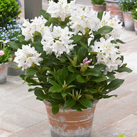 Rhododendron 'Cunningham's White' weiβ - Winterhart - Rhododendron