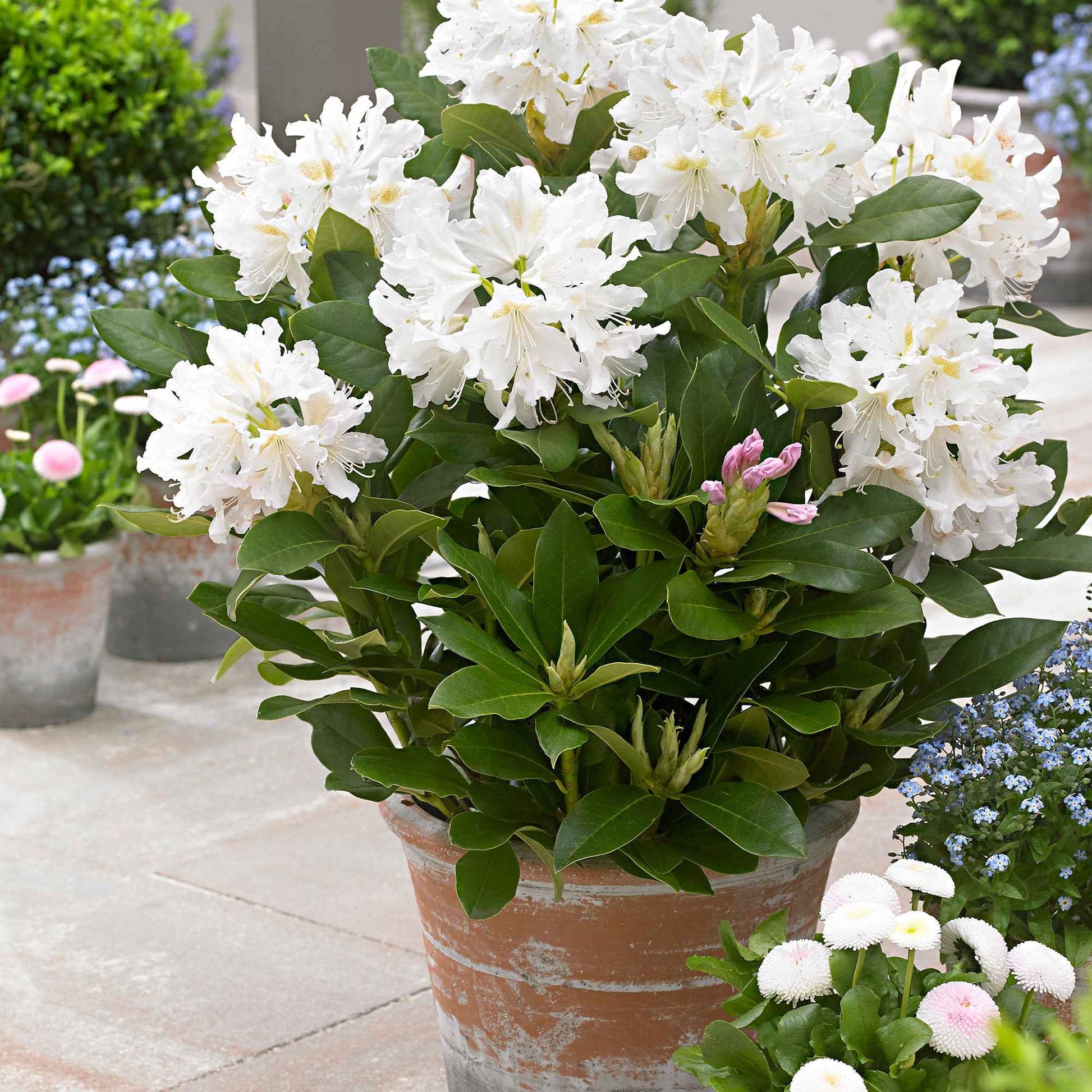 Rhododendron 'Cunningham's White' weiβ - Winterhart - Alle blühenden Gartenpflanzen