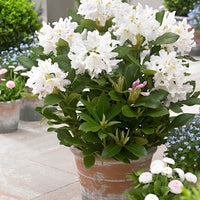 Rhododendron 'Cunningham's White' weiβ - Winterhart - Immergrüne Sträucher