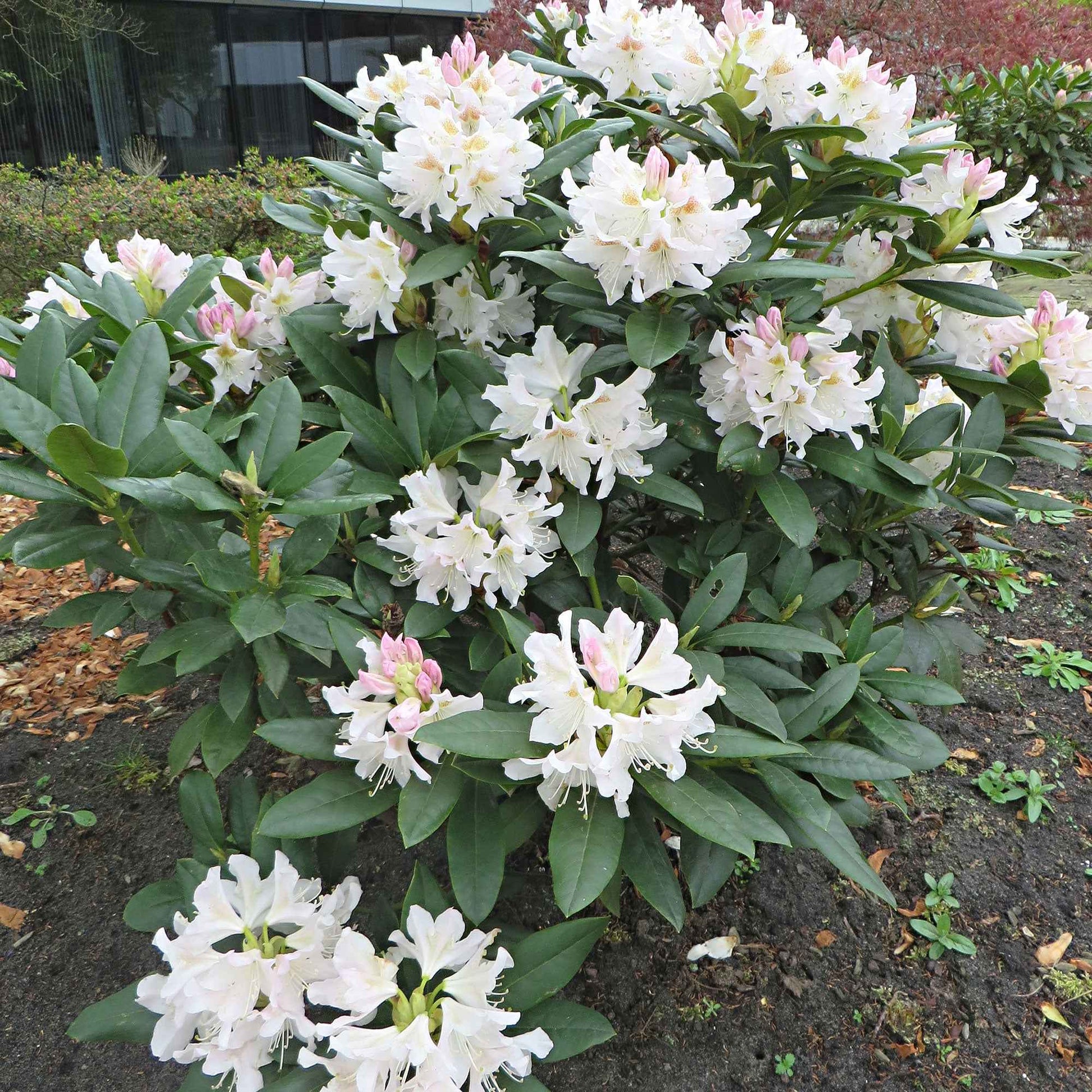 Rhododendron 'Cunningham's White' weiβ - Winterhart - Pflanzensorten