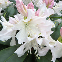 Rhododendron 'Cunningham's White' weiβ - Winterhart - Blühende Gartenpflanzen