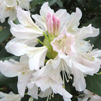 Rhododendron 'Cunningham's White' weiβ - Winterhart - Sträucher