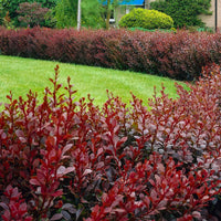 6x Sauerdorn Berberis 'Atropurpurea' rot - Wurzelnackte Pflanzen - Winterhart - Gartenpflanzen