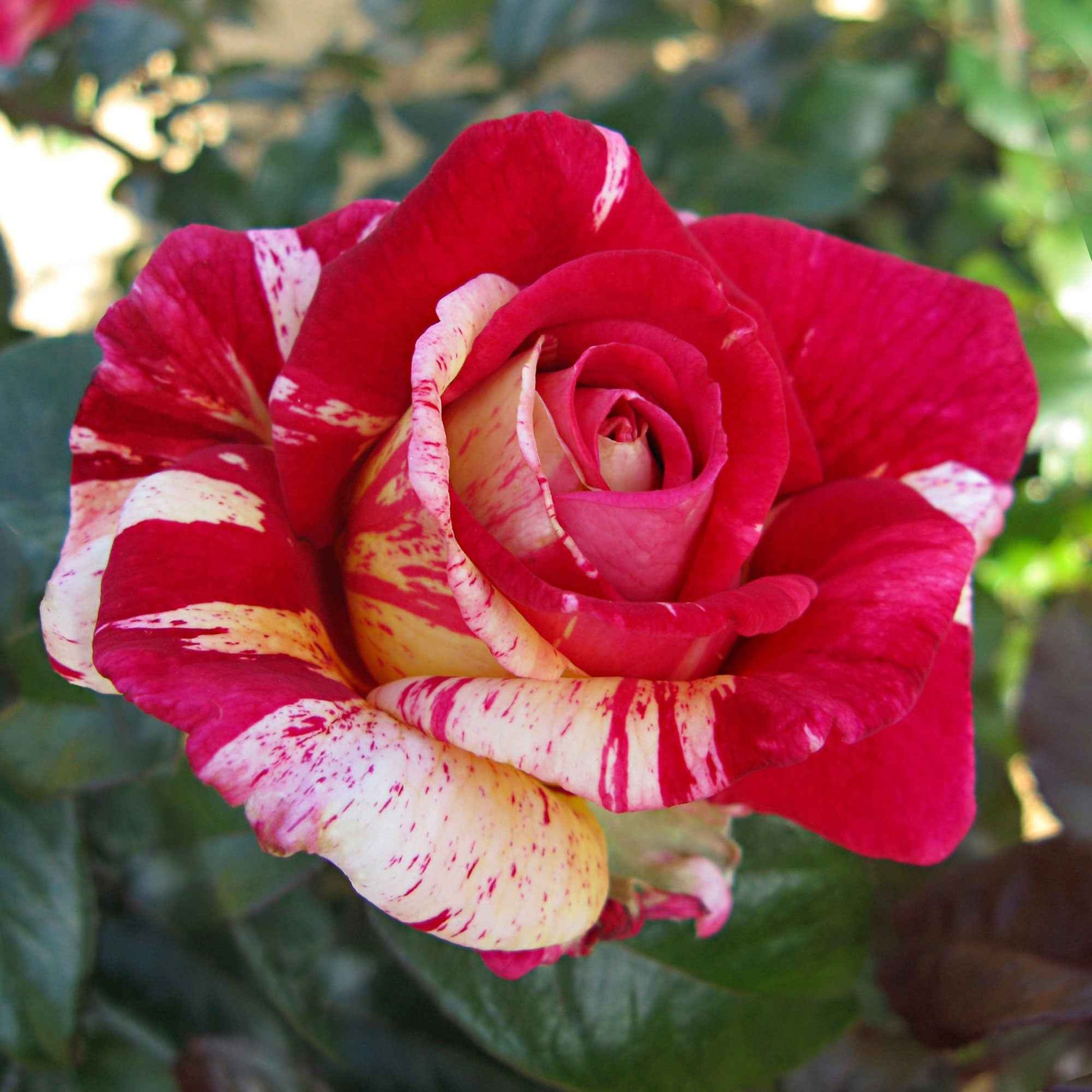 3x großblütige Rose  Rosa 'Broceliande'® Rot-Creme  - Wurzelnackte Pflanzen - Winterhart - Bienen- und schmetterlingsfreundliche Pflanzen