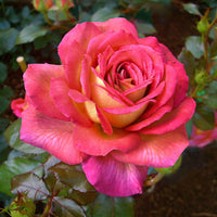 3x großblütige Rose  Rosa 'Parfum de Grasse'® Rosa-Gelb  - Wurzelnackte Pflanzen - Winterhart - Gartenpflanzen