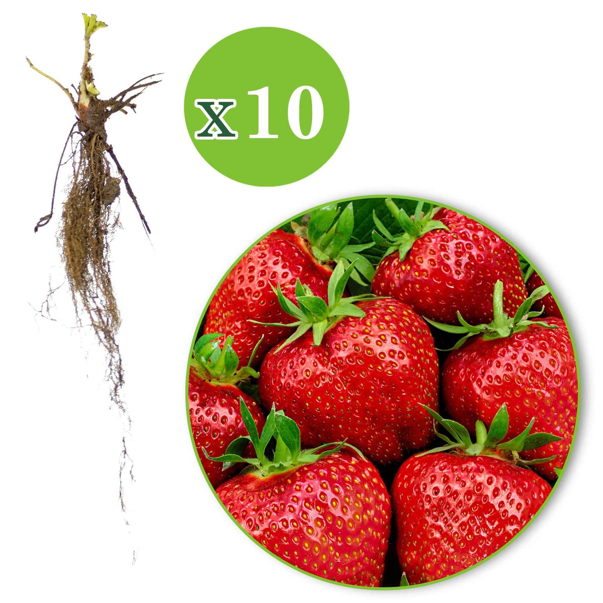 10x Erdbeere Fragaria 'Elsanta' rot - Wurzelnackte Pflanzen - Gemüsegarten