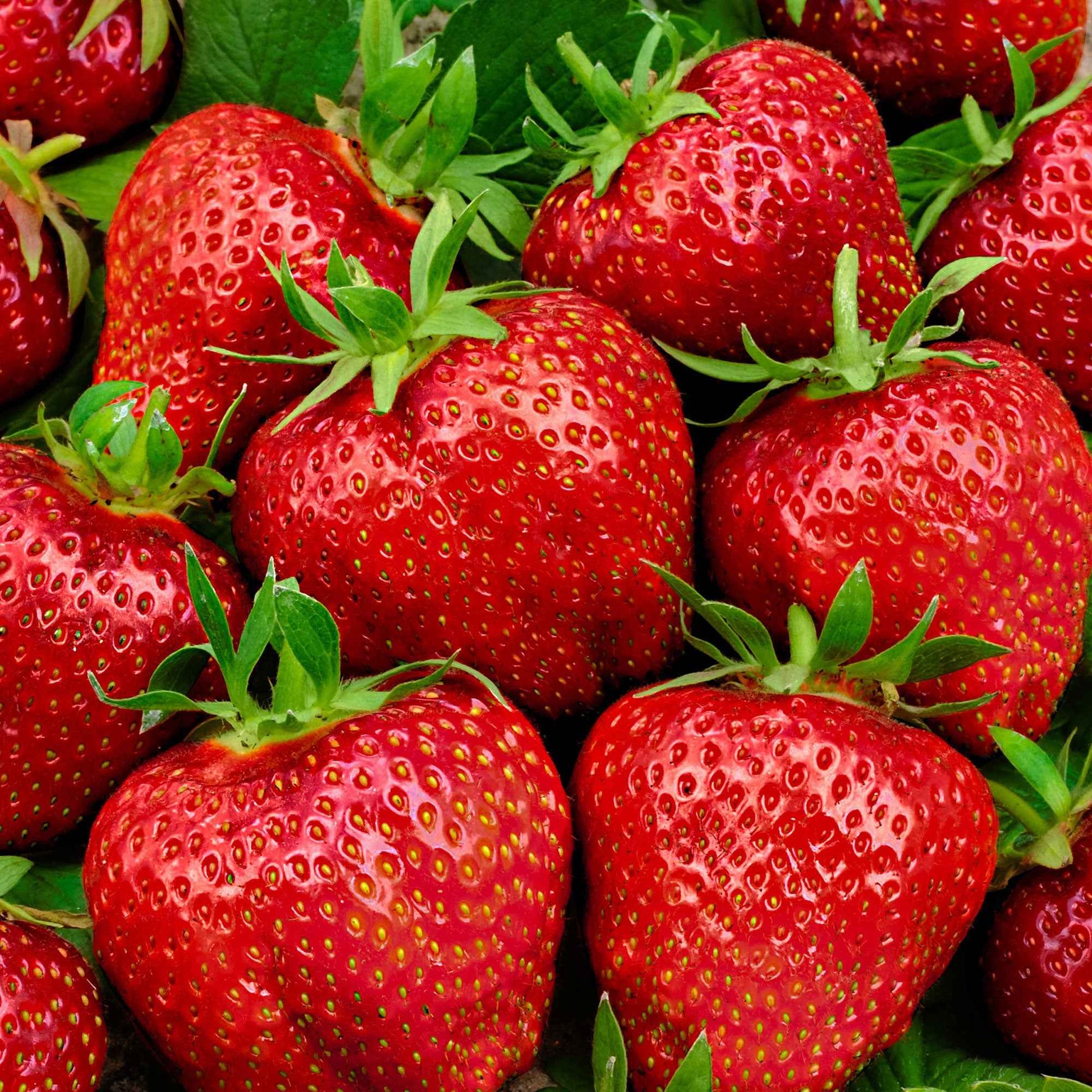 10x Erdbeere Fragaria 'Elsanta' rot - Wurzelnackte Pflanzen - Obst