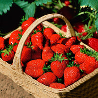 10x Erdbeere Fragaria 'Ostara' rot - Wurzelnackte Pflanzen - Gemüse für die Terrasse
