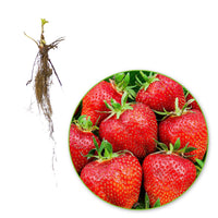 10x Erdbeere Fragaria 'Ostara' rot - Wurzelnackte Pflanzen - Gemüsegarten-Trends