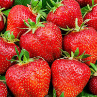 10x Erdbeere Fragaria 'Ostara' rot - Wurzelnackte Pflanzen - Obst
