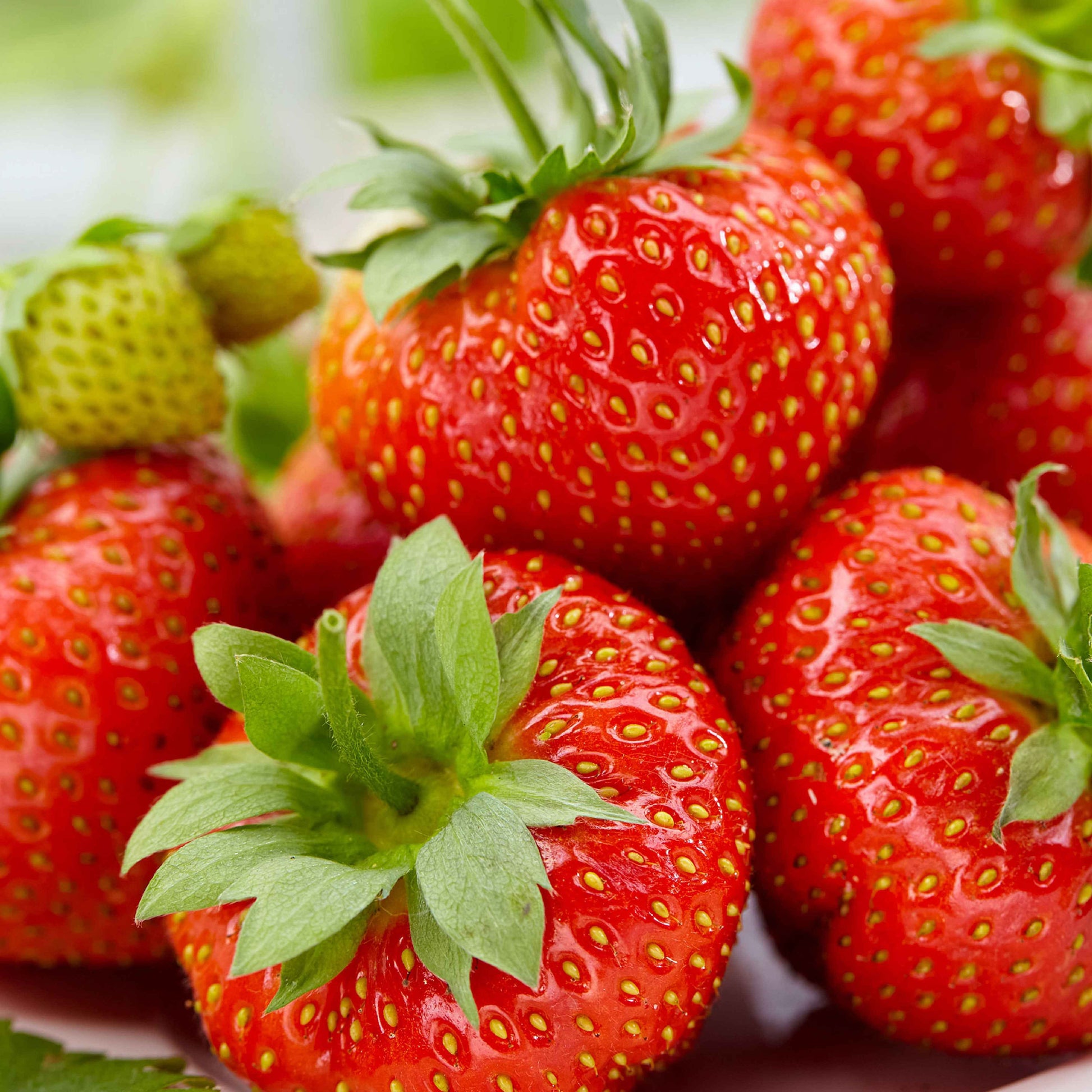 10x Erdbeere Fragaria 'Sonata' rot - Wurzelnackte Pflanzen - Erdbeeren