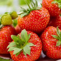 10x Erdbeere Fragaria 'Sonata' rot - Wurzelnackte Pflanzen - Obst