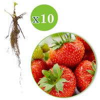 10x Erdbeere Fragaria 'Sonata' rot - Wurzelnackte Pflanzen - Gemüsegarten
