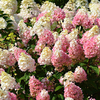 Rispenhortensie Hydrangea 'Sundae Fraise' Weiß-Rosa - Winterhart - Blühende Sträucher