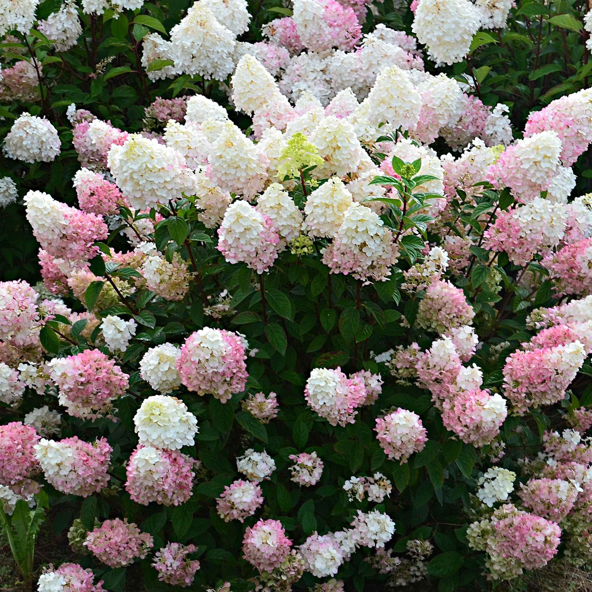 Rispenhortensie Hydrangea 'Sundae Fraise' Weiß-Rosa - Winterhart - Blühende Gartenpflanzen