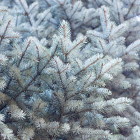 2x Blaufichte 'Super Blue Seedling' blau-grau - Winterhart - Immergrüne Gartenpflanzen
