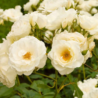 Büschelrose Rosa 'Kristal' weiβ - Winterhart - Gartenpflanzen