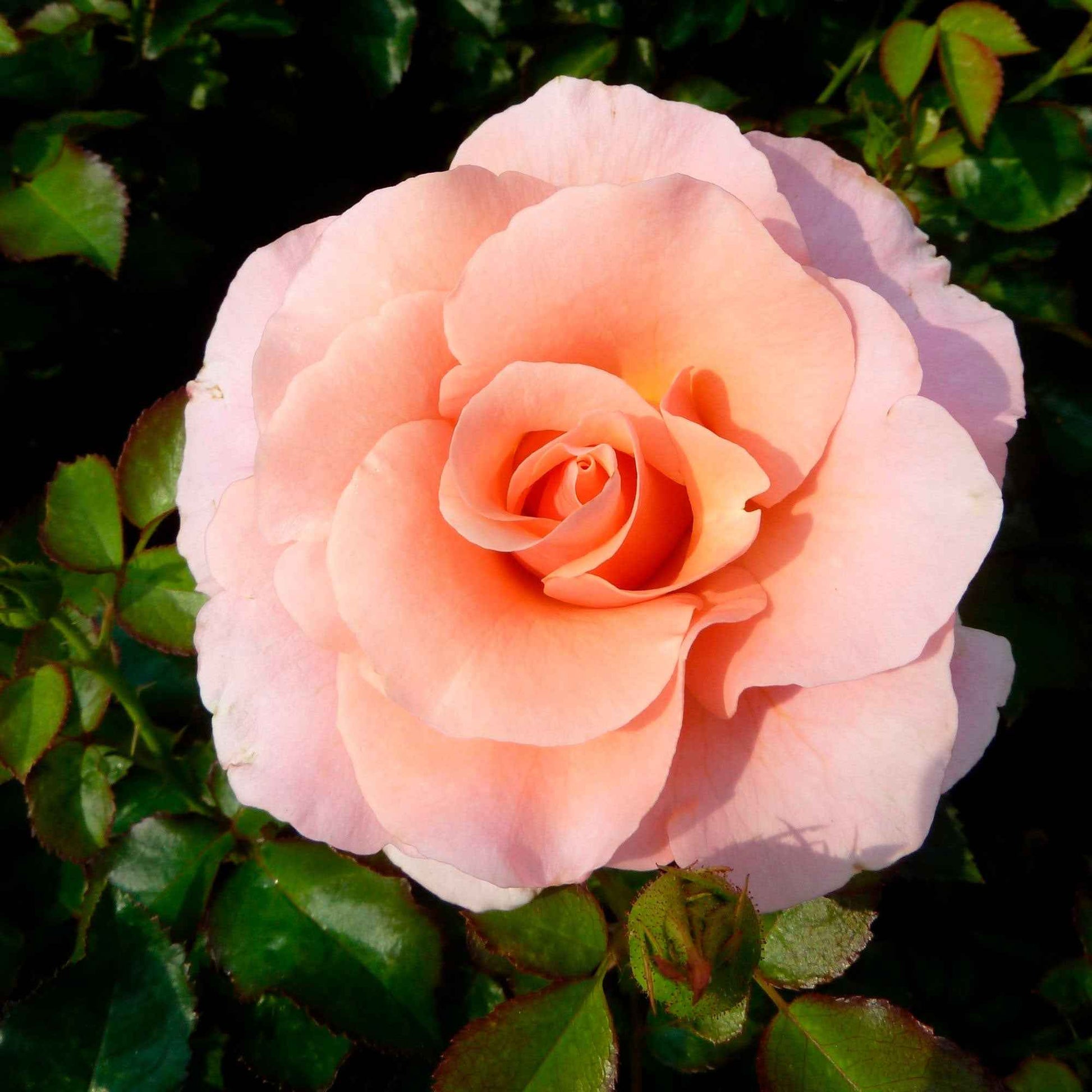 Rose Rosa 'Myveta'® Rosa - Winterhart - Pflanzensorten