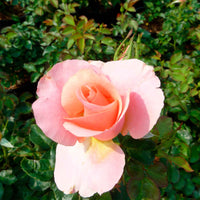 Rose Rosa 'Myveta'® Rosa - Winterhart - Pflanzeneigenschaften