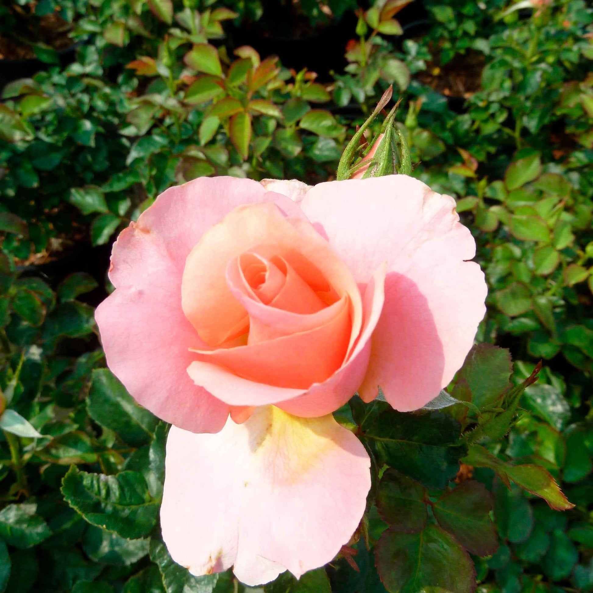 Rose Rosa 'Myveta'® Rosa - Winterhart - Pflanzeneigenschaften