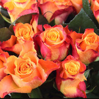 Großblütige Rose Rosa 'Britannia'® Lachsfarben-Rosa - Winterhart - Pflanzeneigenschaften