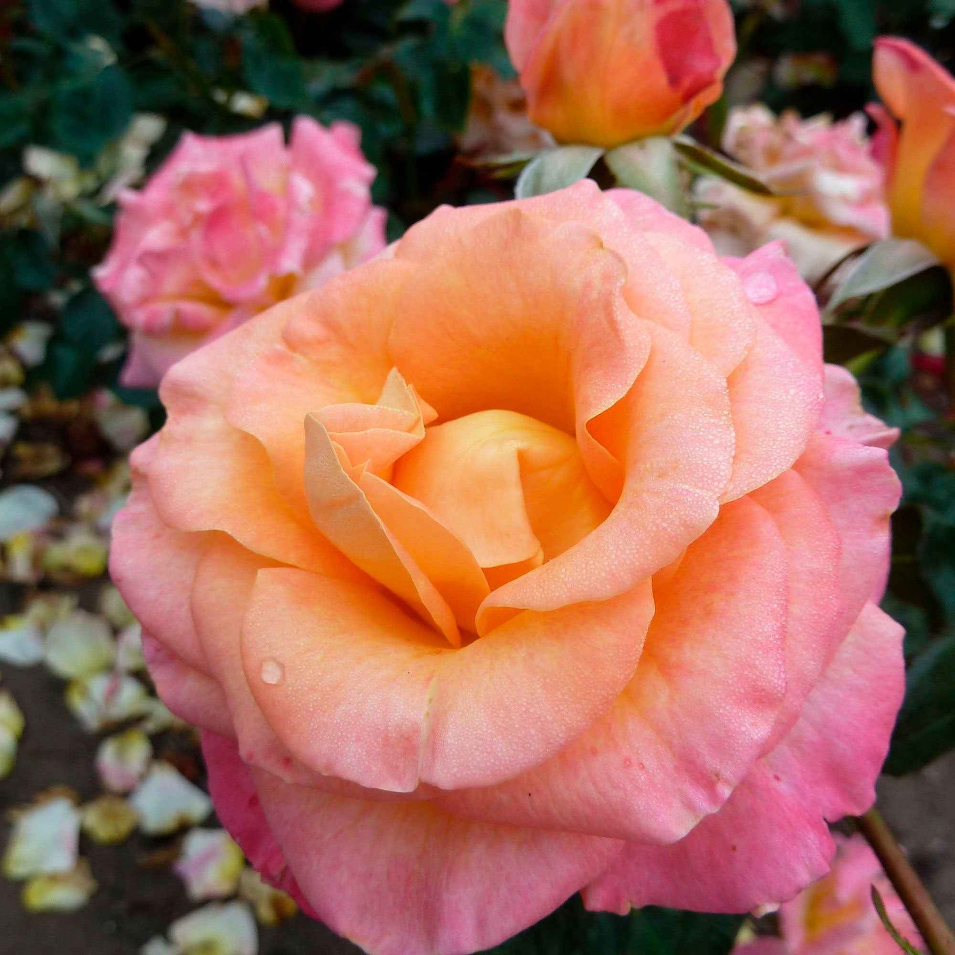 Großblütige Rose Rosa 'Britannia'® Lachsfarben-Rosa - Winterhart - Gartenpflanzen