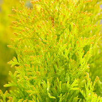 Lebensbaum Thuja 'Golden Smaragd' - Winterhart - Bäume und Hecken