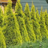 Lebensbaum Thuja 'Golden Smaragd' - Winterhart - Immergrüne Gartenpflanzen