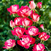Großblütige Rose Rosa 'Rose Gaujard' rot - Winterhart - Gartenpflanzen