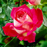 Großblütige Rose Rosa 'Rose Gaujard' rot - Winterhart - Großblumige Rosen