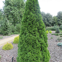 3 Lebensbaum Thuja 'Smaragd' - Winterhart - Pflanzeneigenschaften