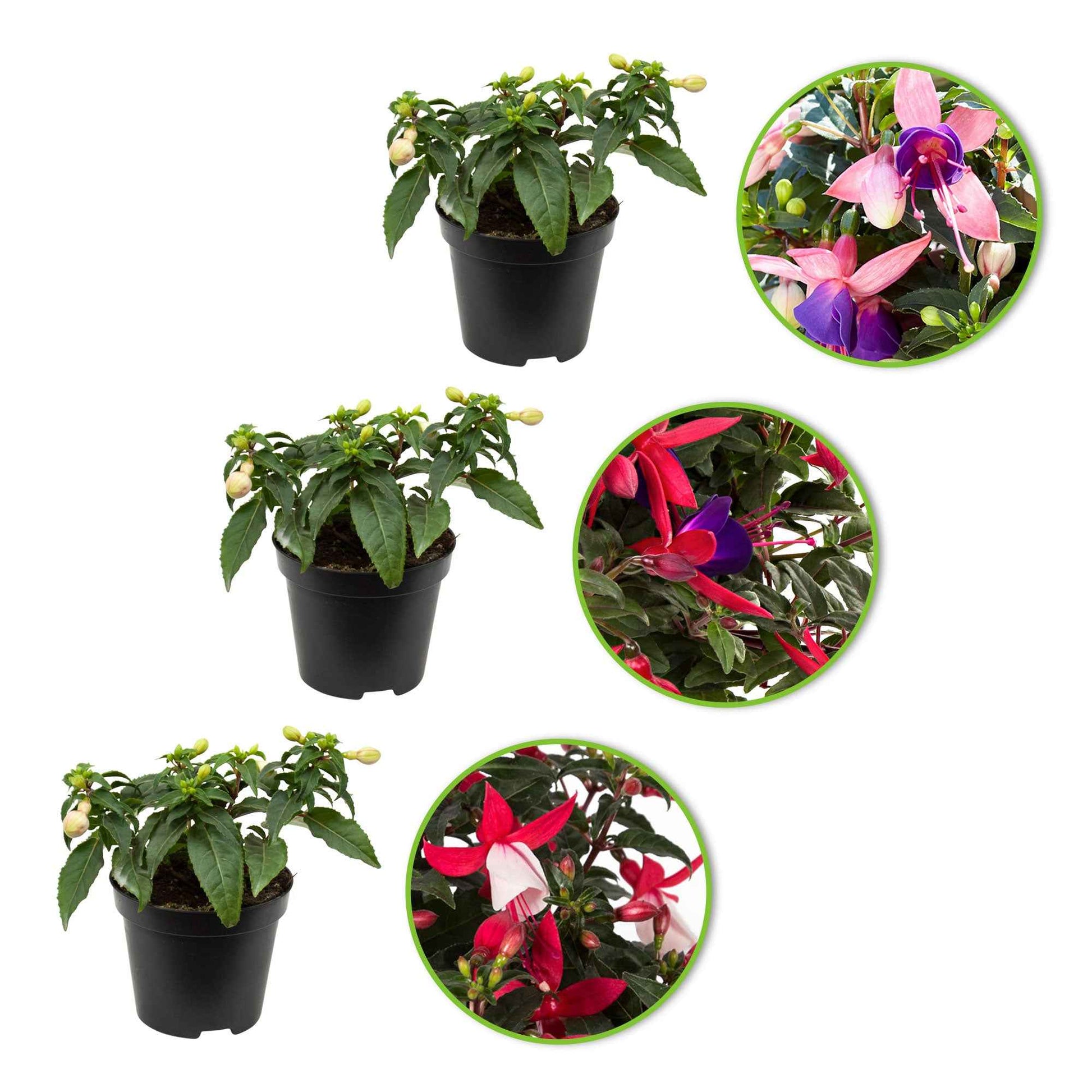 3x Fuchsia 'Evita' + 'Mariska' + 'Sacha' lila-rosa-weiβ - Beetpflanzen