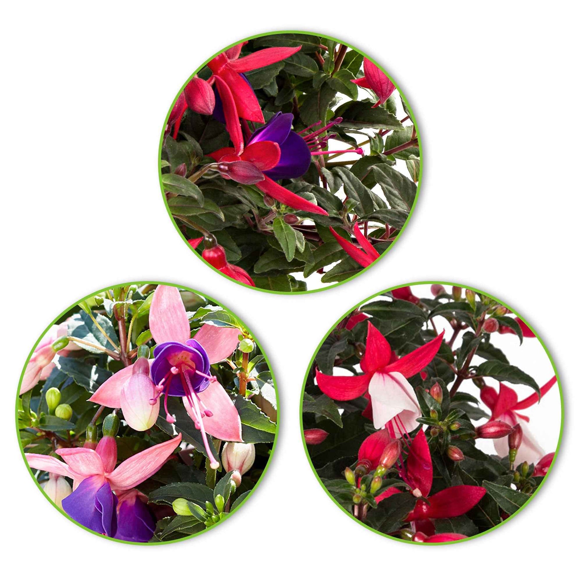 3x Fuchsia 'Evita' + 'Mariska' + 'Sacha' lila-rosa-weiβ - Balkonpflanzen