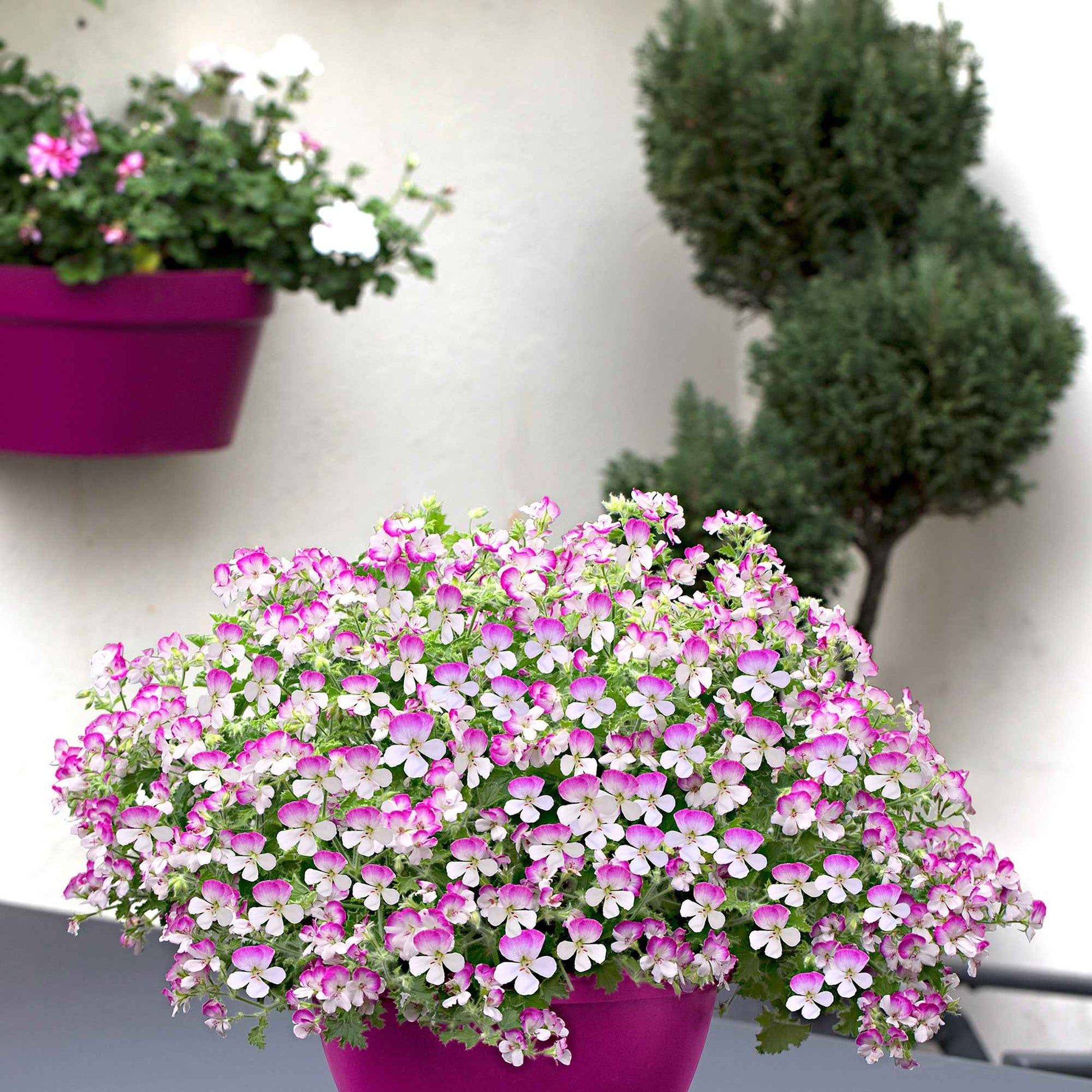 3x Geranie Pelargonium 'Mosquitaway Louise' weiβ-rosa - Blühende Gartenpflanzen