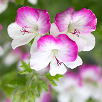 3x Geranie Pelargonium 'Mosquitaway Louise' weiβ-rosa - Terrassen- und Balkonpflanzen