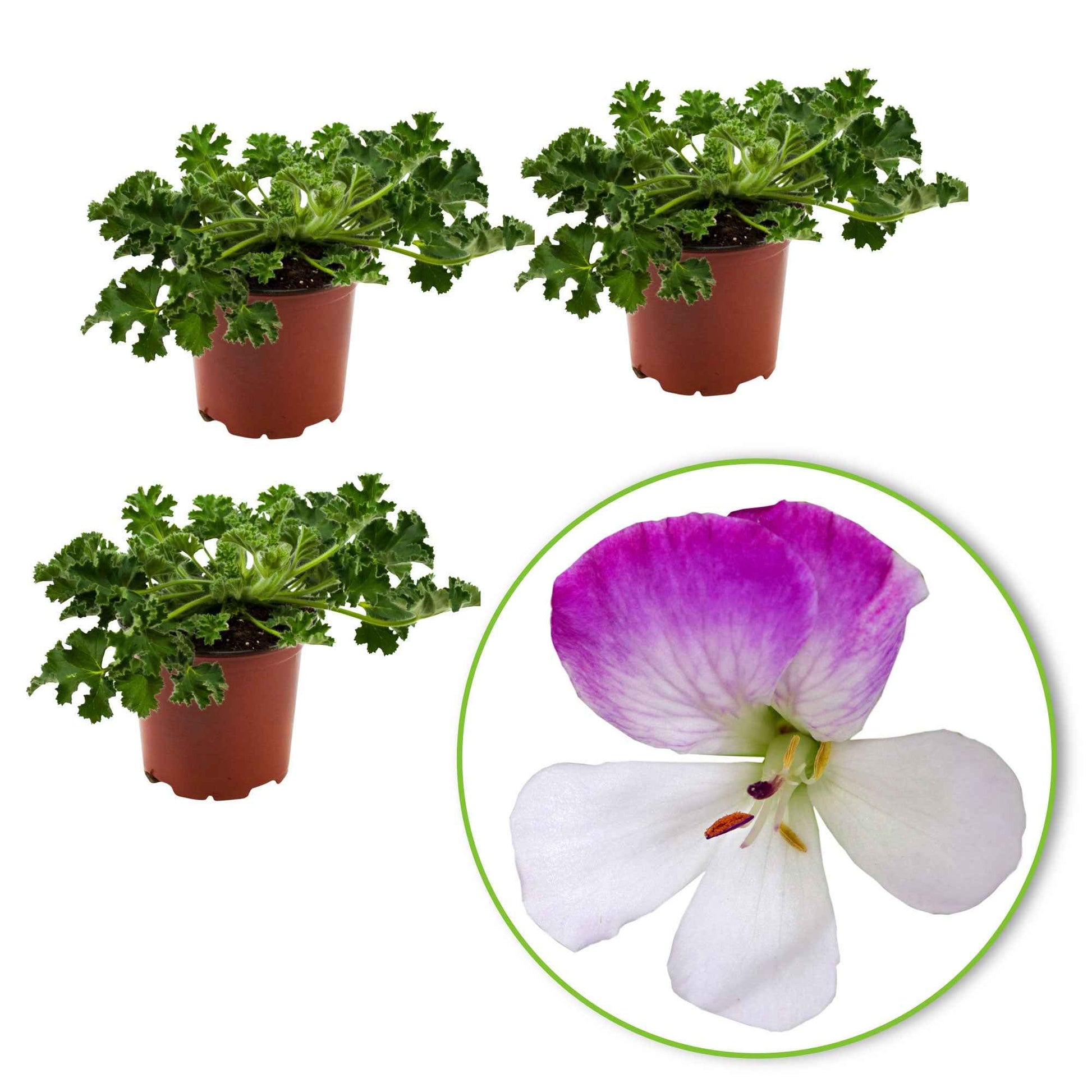 3x Geranie Pelargonium 'Mosquitaway Louise' weiβ-rosa - Beetpflanzen