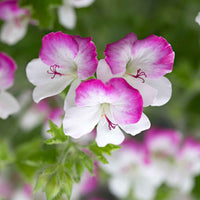 3x Geranie Pelargonium 'Mosquitaway Louise' weiβ-rosa - Pflanzeneigenschaften