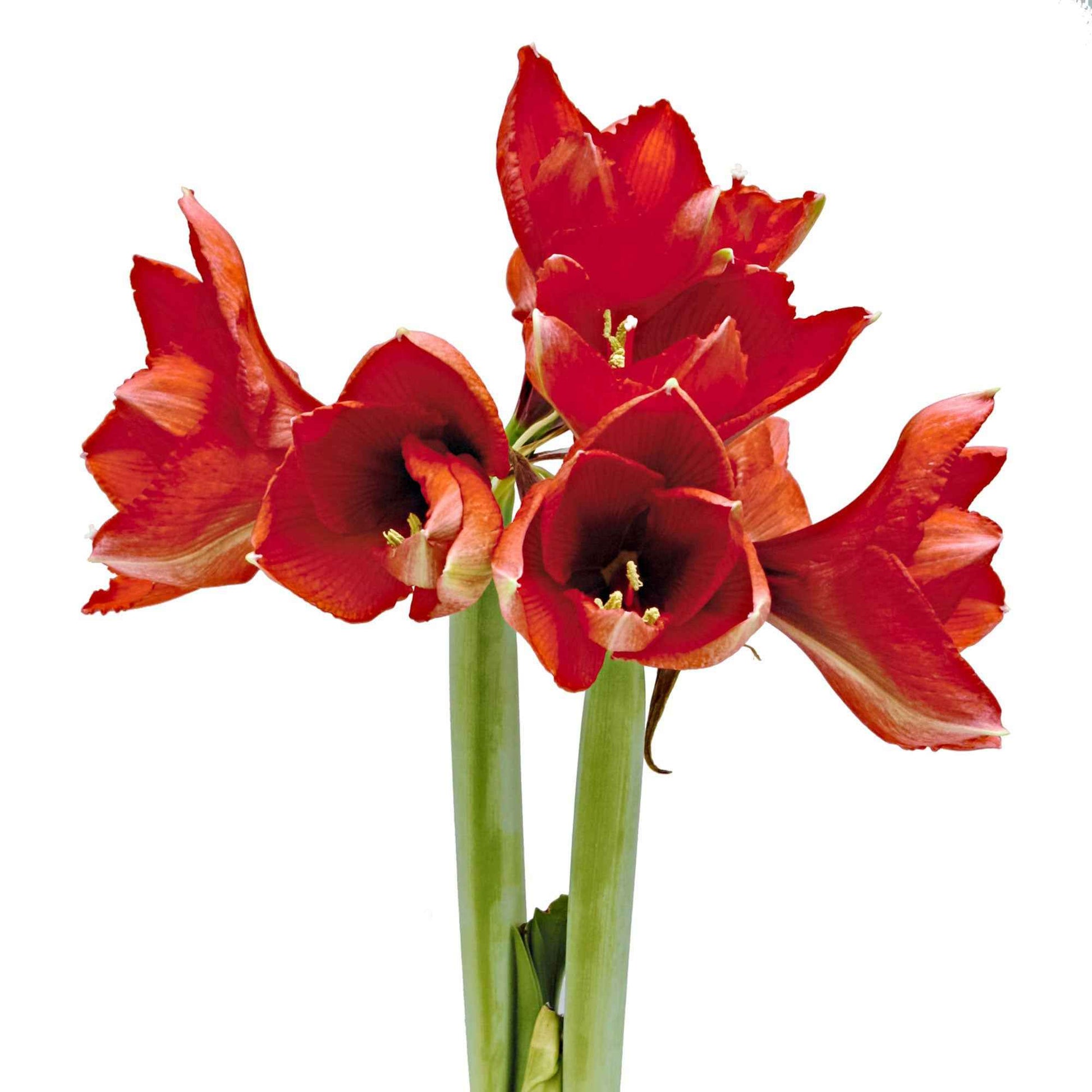 Wax Amaryllis 'Parfumz' kirschen - Alle beliebten Blumenzwiebeln