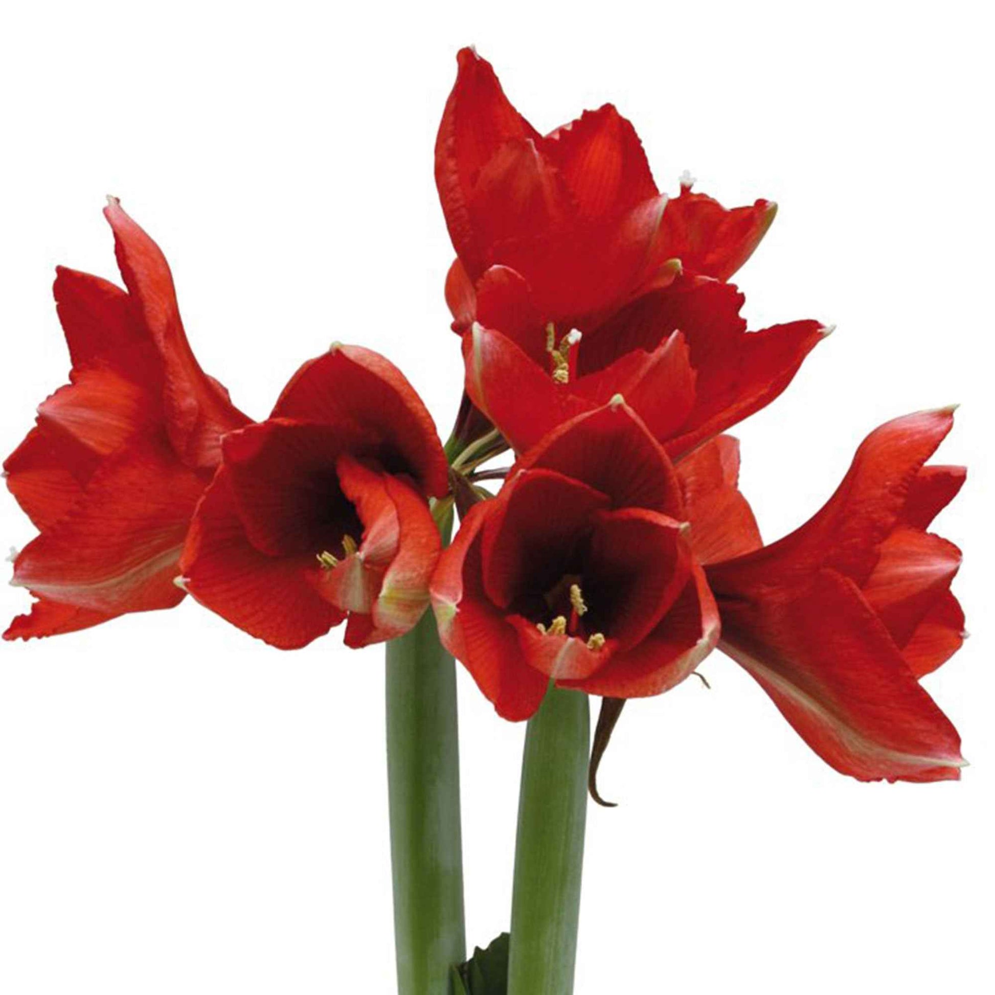Amaryllis 'Wonderful X-mas' Rot - Alle beliebten Blumenzwiebeln