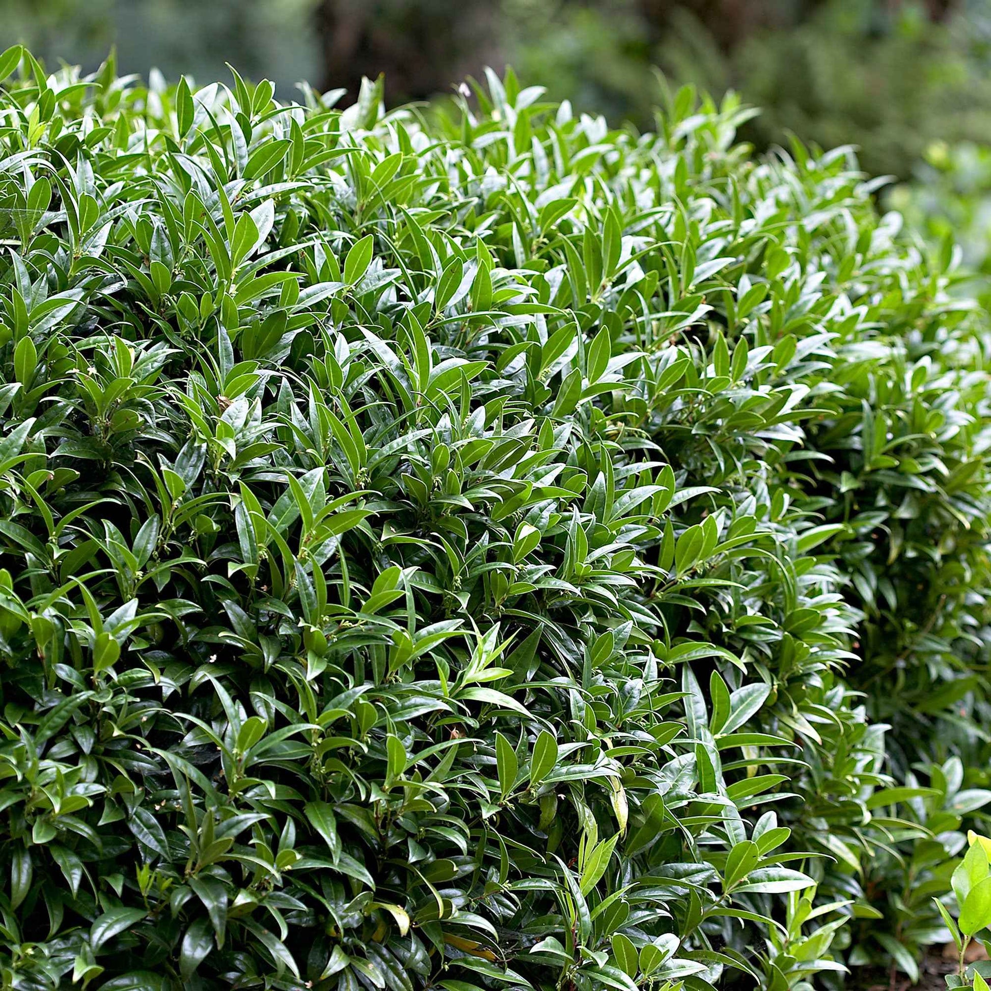 Sarcococca  confusa Gelb-Weiß - Winterhart - Gartenpflanzen