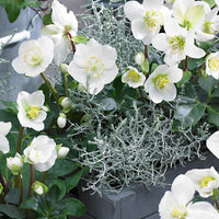 3x Christrose Helleborus 'Christmas Carol', weiß inkl. Ziertopf, schwarz - Blühende Gartenpflanzen