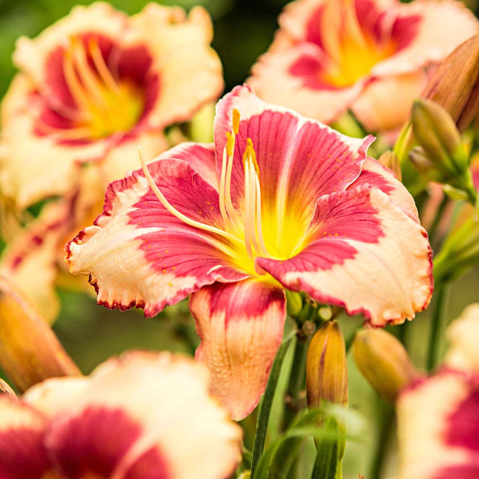 3x Dufttaglilie 'Pink Sensation' lachsfarben-gelb - Wurzelnackte Pflanzen - Winterhart - Alle Gartenstauden