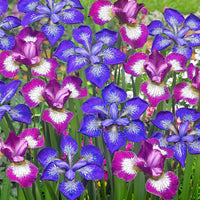 3x Sibirische Iris - Mischung 'Star' gemischt - Wurzelnackte Pflanzen - Winterhart - Alle Gartenstauden