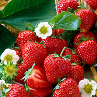 10x Erdbeere Fragaria 'Salsa' rot - Wurzelnackte Pflanzen - Erdbeeren