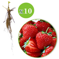10x Erdbeere Fragaria 'Salsa' rot - Wurzelnackte Pflanzen - Gemüsegarten