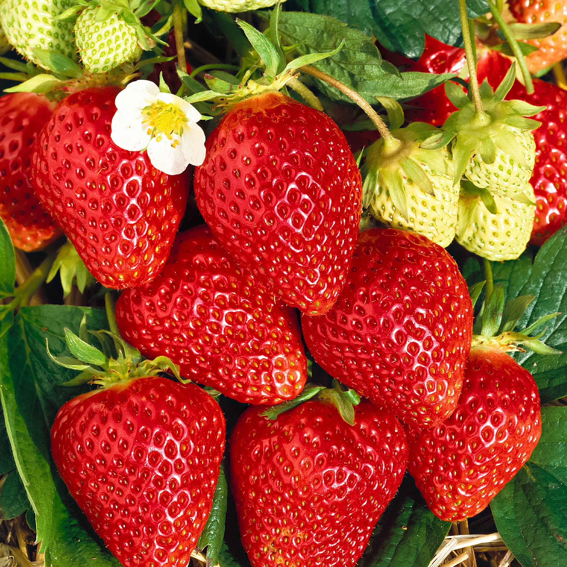 10x Erdbeere Fragaria 'Lambada' rot - Wurzelnackte Pflanzen - Erdbeeren