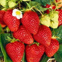 10x Erdbeere Fragaria 'Lambada' rot - Wurzelnackte Pflanzen - Obst