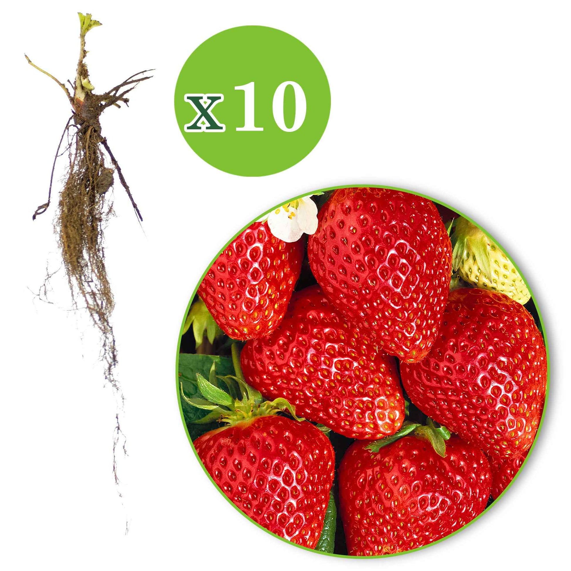 10x Erdbeere Fragaria 'Lambada' rot - Wurzelnackte Pflanzen - Gemüsegarten