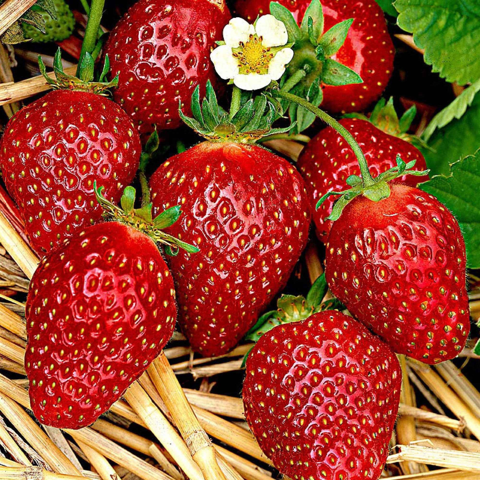 10x Erdbeere Fragaria 'Korona' rot - Wurzelnackte Pflanzen - Gemüse für die Terrasse